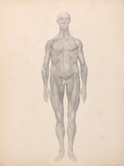 Esposizione anatomica comparativa della struttura del corpo umano con quella di una tigre e di una mucca da George Stubbs